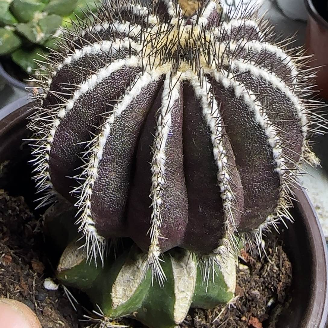 紫皮尤波球951仙人球开花