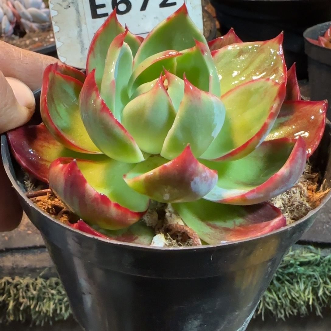 花脸拉丝惊鸿一物一拍包装收缩花旱672