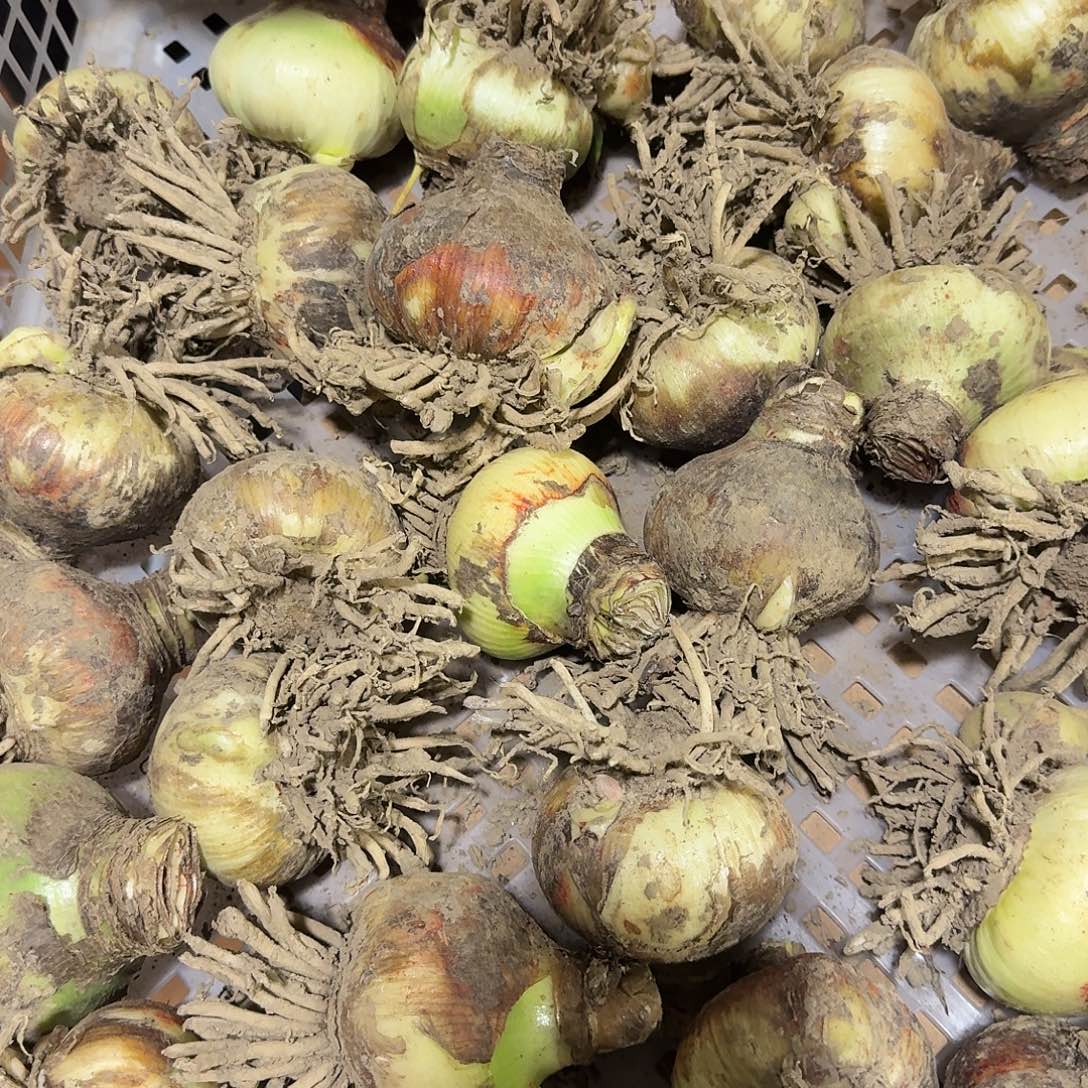 四颗自然杂交球福利