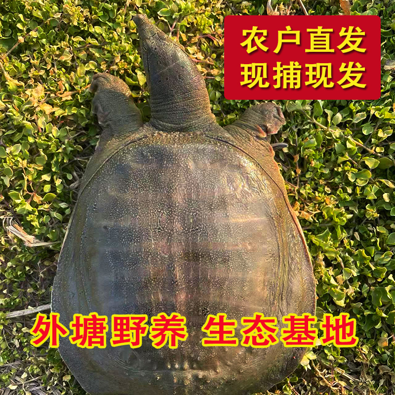 生态散养甲鱼 1只装 总重3.0-3.5斤 外塘散养 鲜活发货