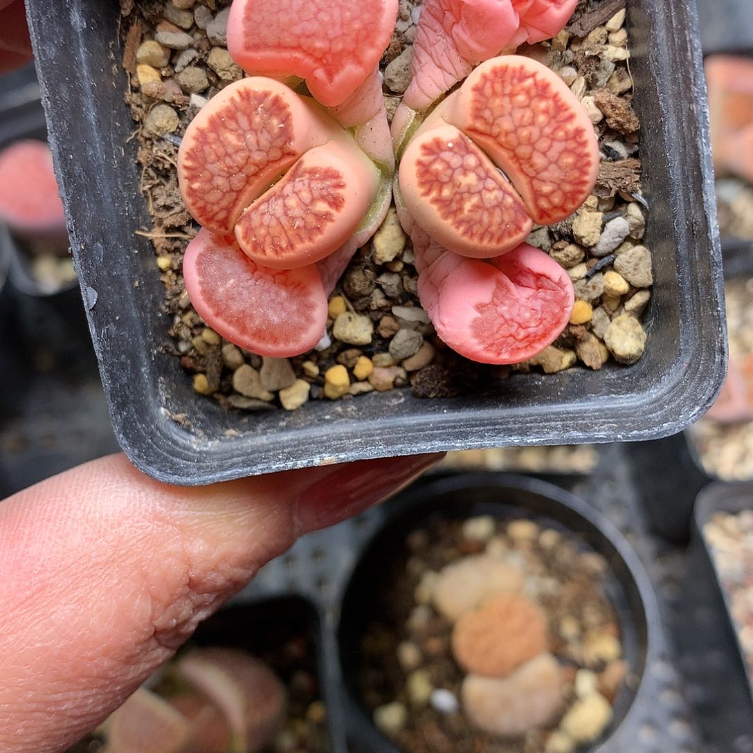 A122多肉植物保护研究所