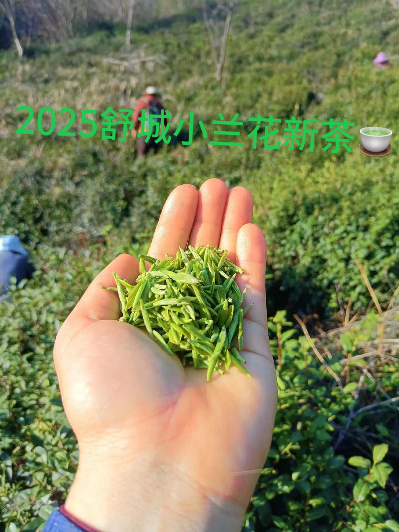 2025新茶舒城小兰花小芽明前头春头采天花板高山好货送礼新明前茶