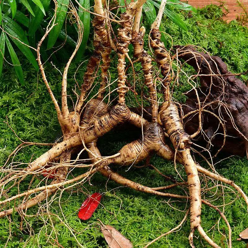 长白山林下参高档人参籽货飞籽货顺丰包邮