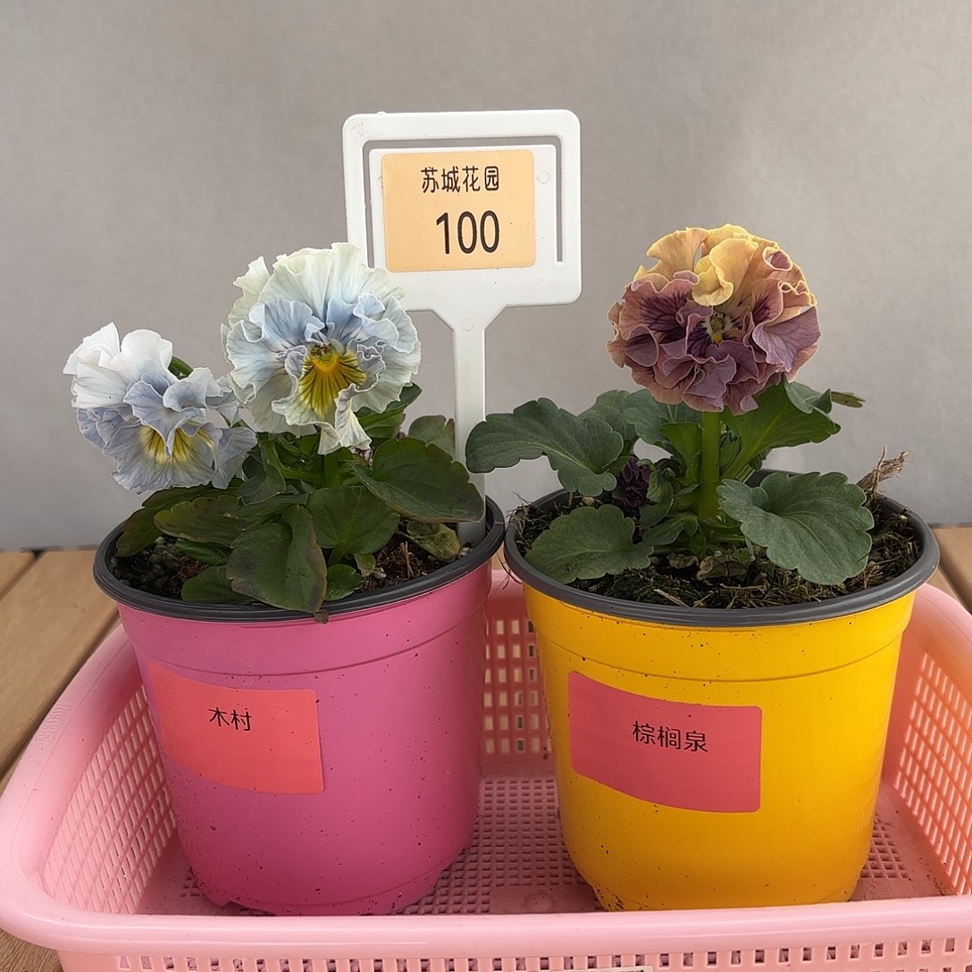 大部分开放少量花苞100