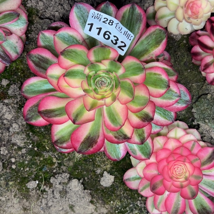 11632南荔枝多肉植物