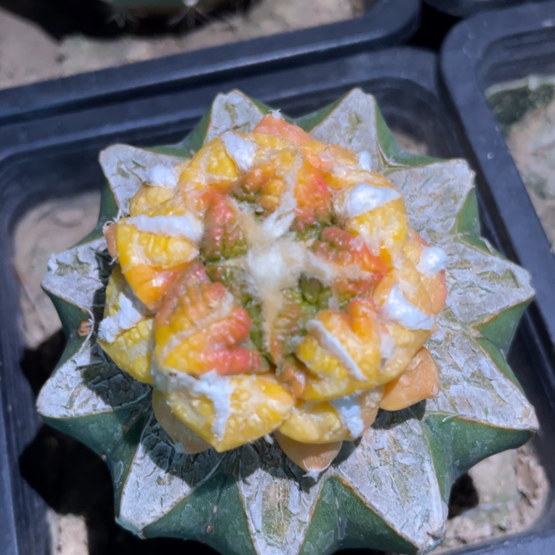 中筋龟甲牡丹锦 仙人球开花