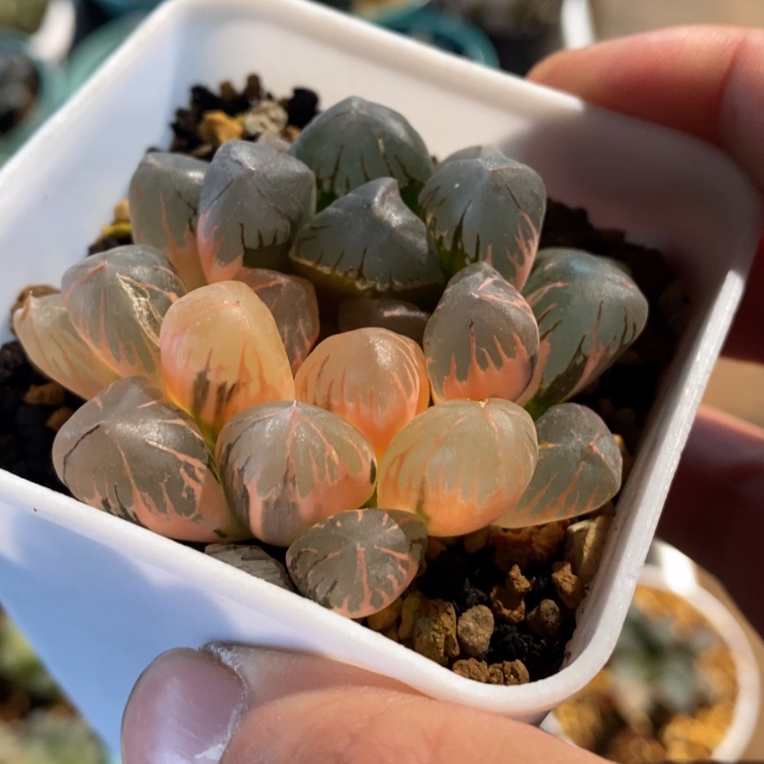 一颗实生玉露锦 特价