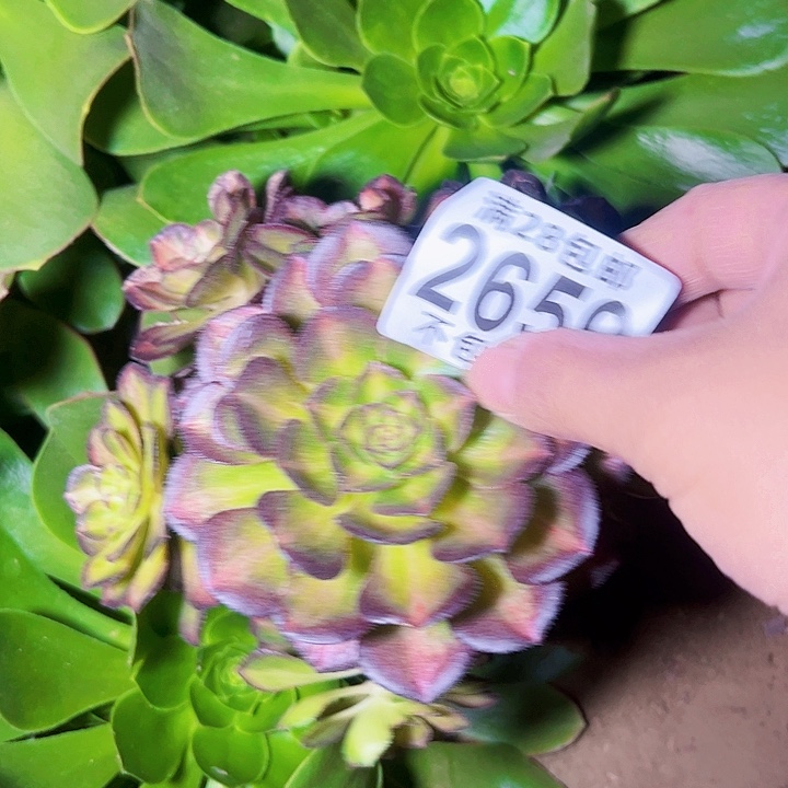 海王7彩多肉植物2659