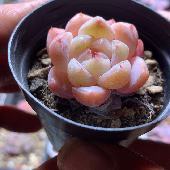 太妃糖多肉一物一拍