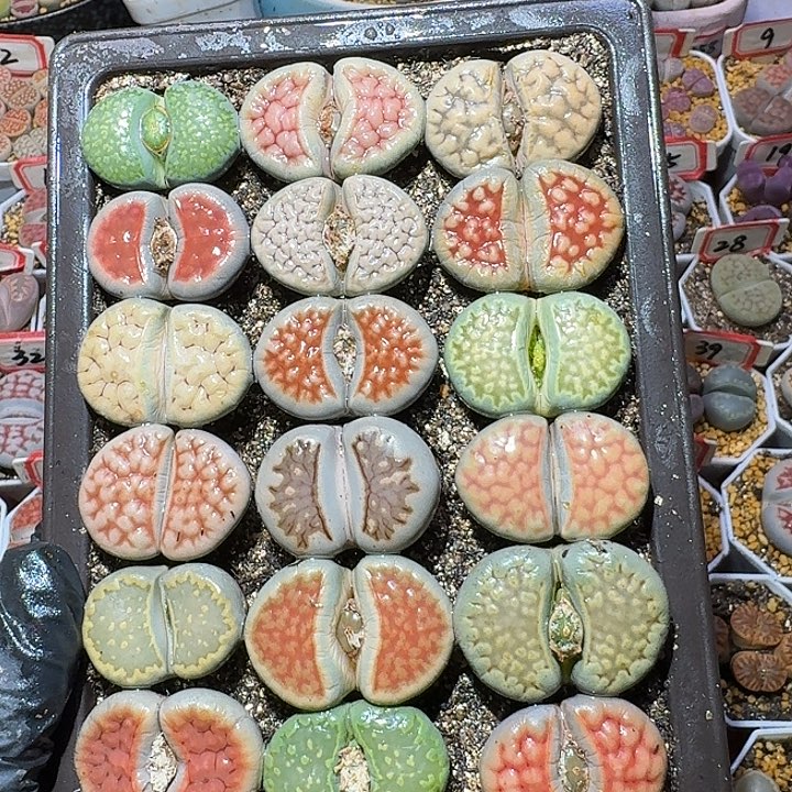 生石花3:：：，星。  58号