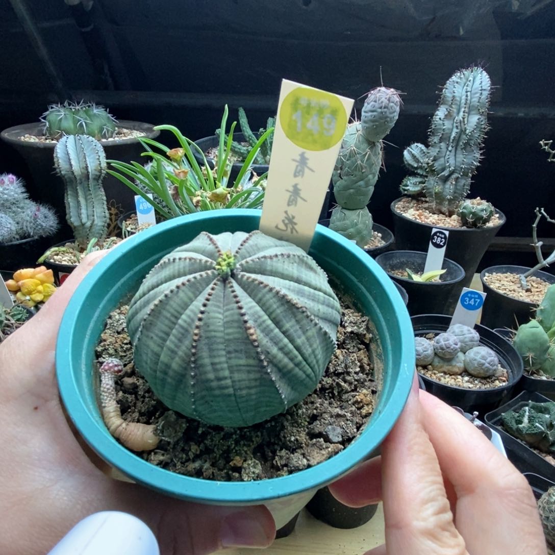 实生欧系布纹球6.4cm