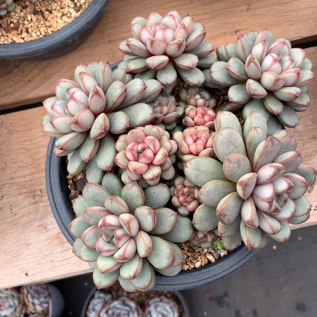 多肉植物的植物形态