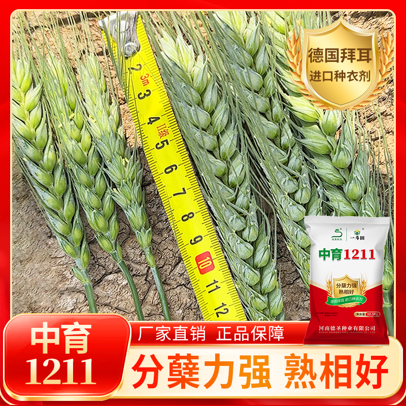 50袋-中育1211高产小麦种子批发抗寒抗冻分蘖强大穗正品保障 包衣