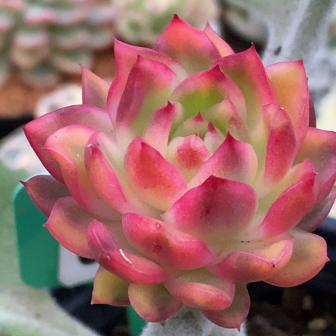 337嫁接哈哈哈哈哈哈哈