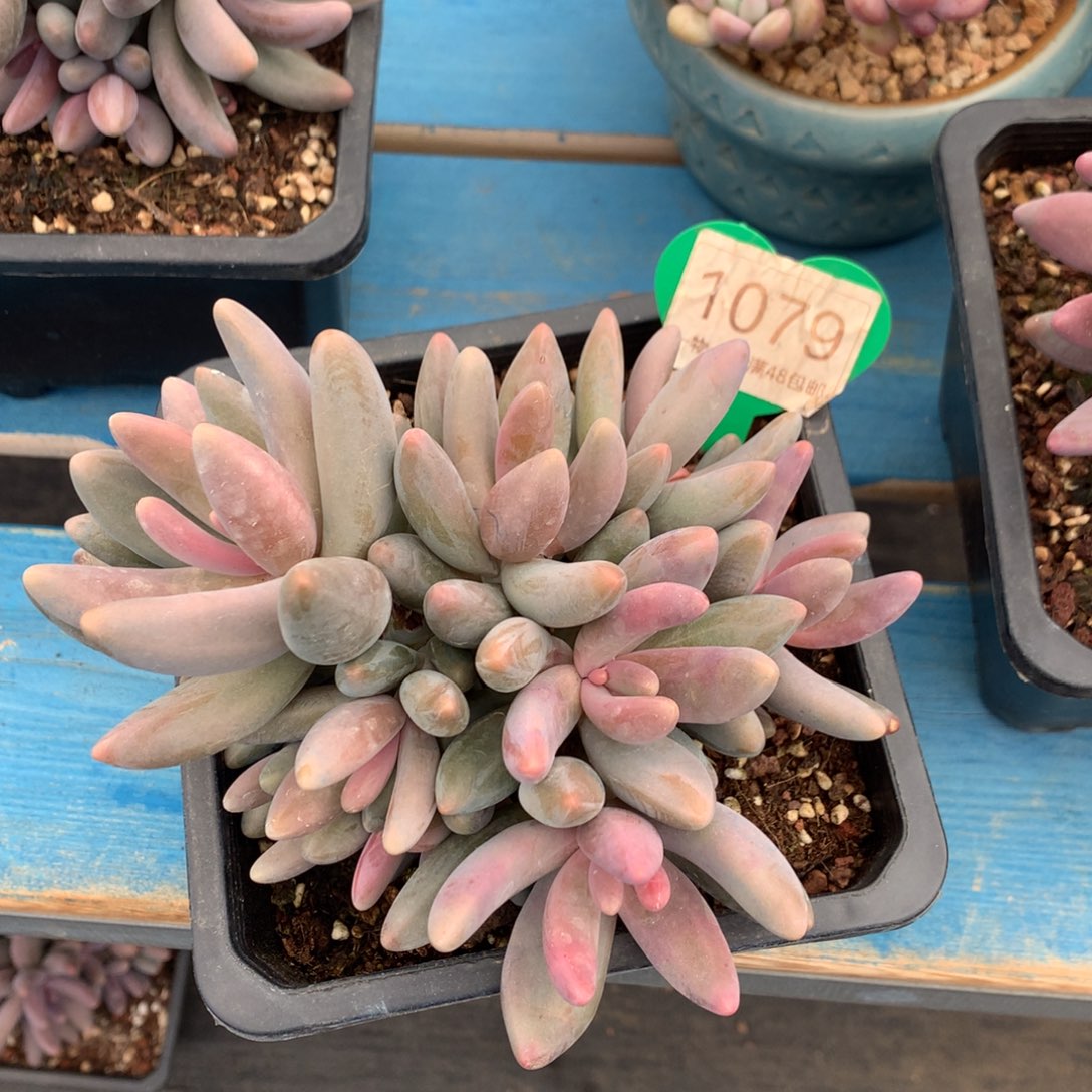 汐***夕红手指无砍平头1079