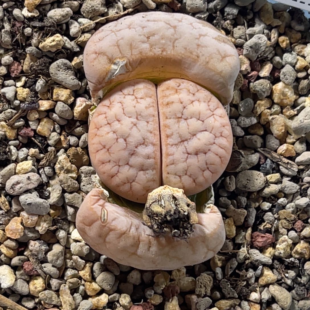 3069睫毛拿铁荒玉