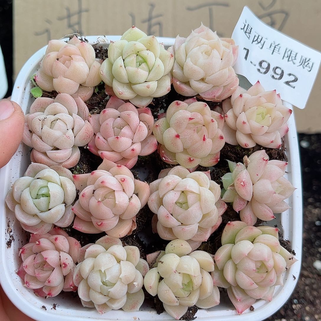 1-992 新疆西藏内蒙不发12.8包邮2-3公分多肉