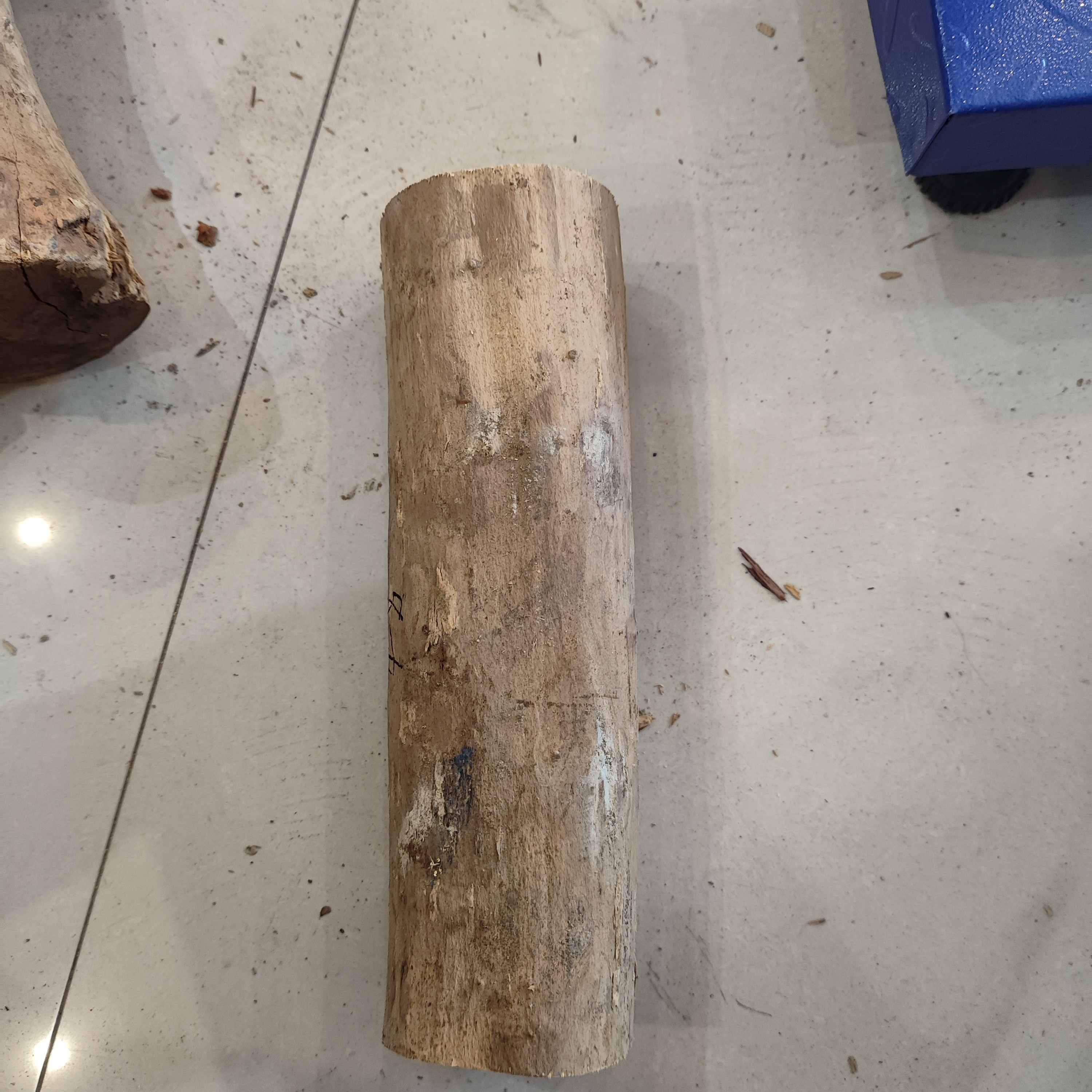 湖北珍珠黄杨木老料