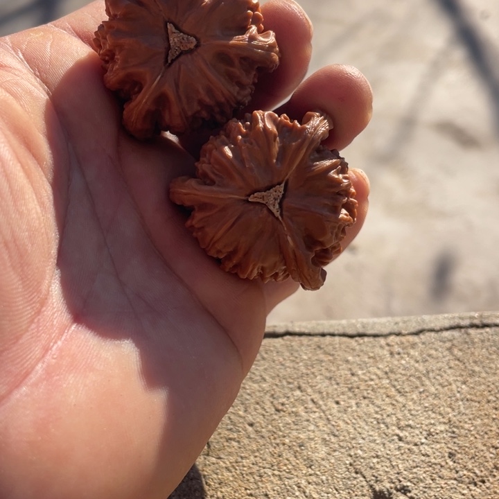 泗***发文玩核桃吊坠三棱三棱三棱三棱