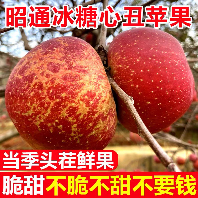 正宗云南昭通冰糖心丑苹果新鲜现摘脆甜多汁高原直发水果当季热卖