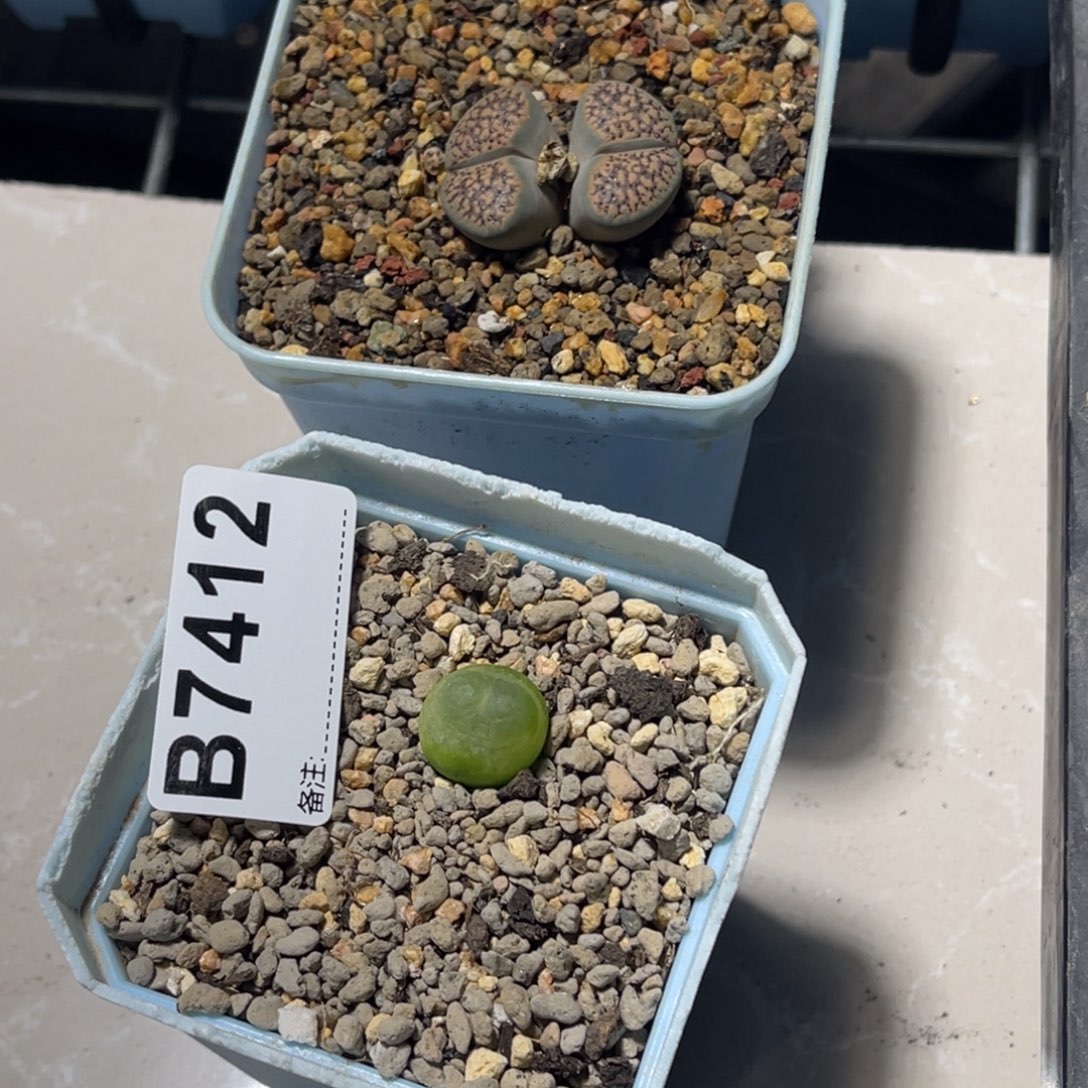 陈***岁7424，血点1拉登1专拍
