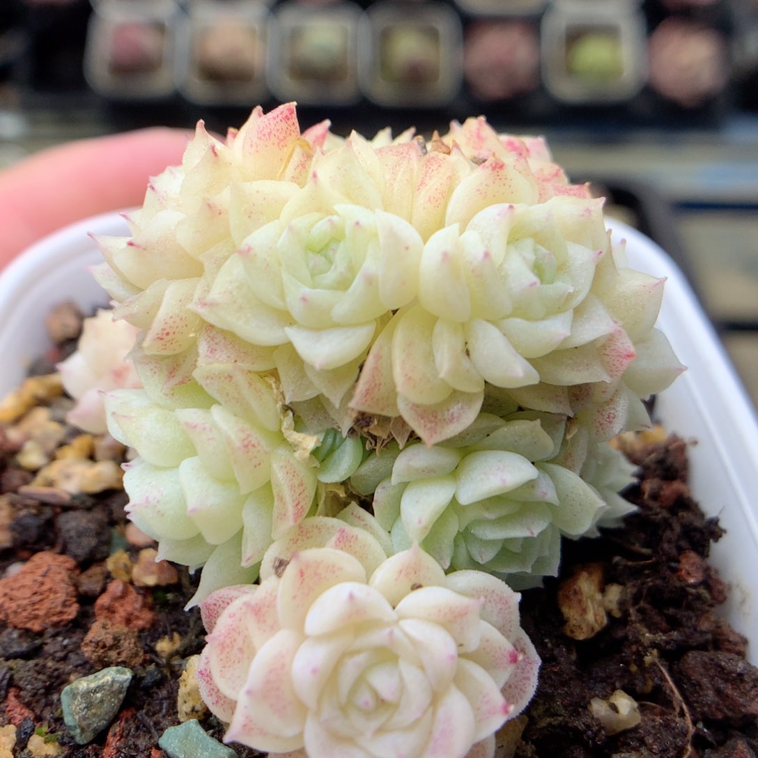 D139定繁编号A120 f