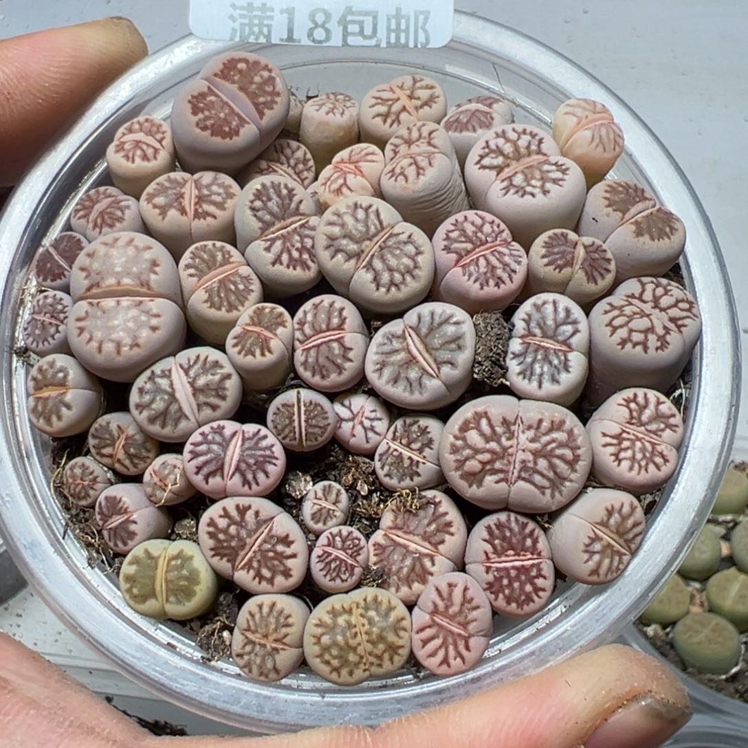 【闪购商品】 450。     