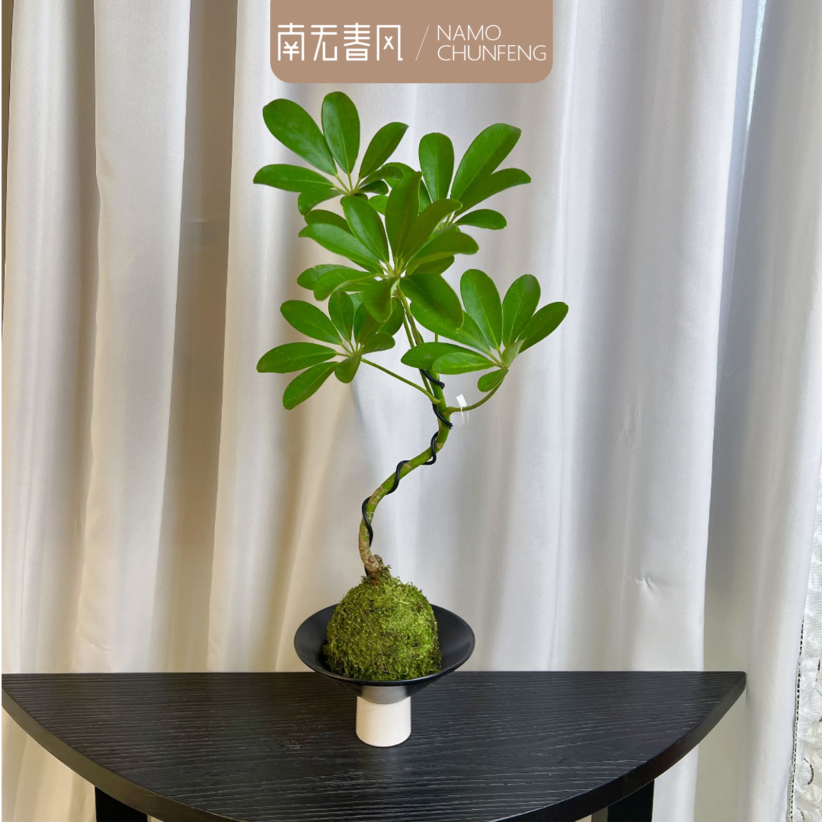 【造型鸭脚木】八方来财植物办公桌面招财小盆景四季绿植净化空气