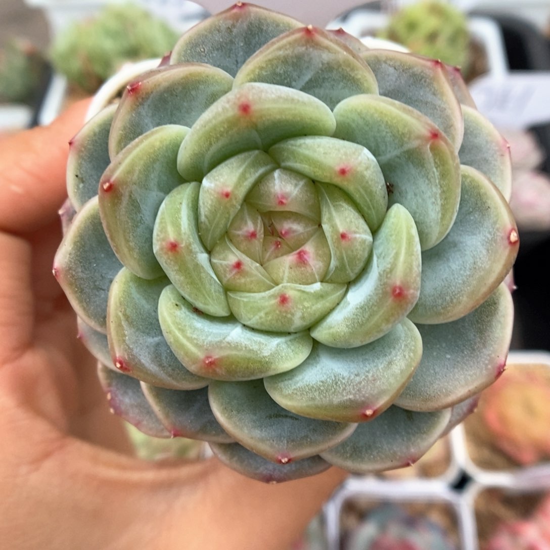 甜心e可拍519号。