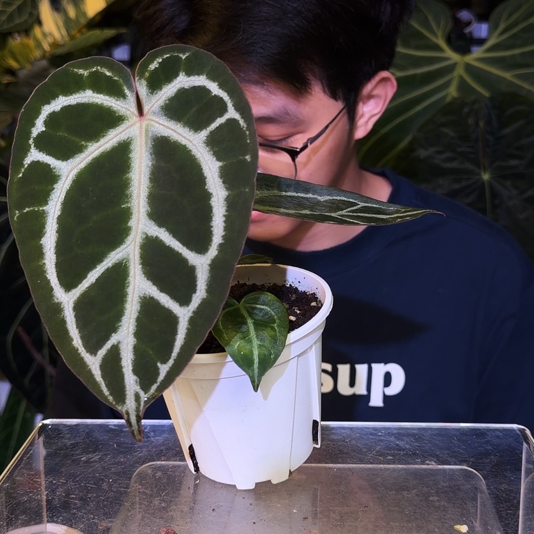 完全开放V130 粉脉粗脉撕裂纹