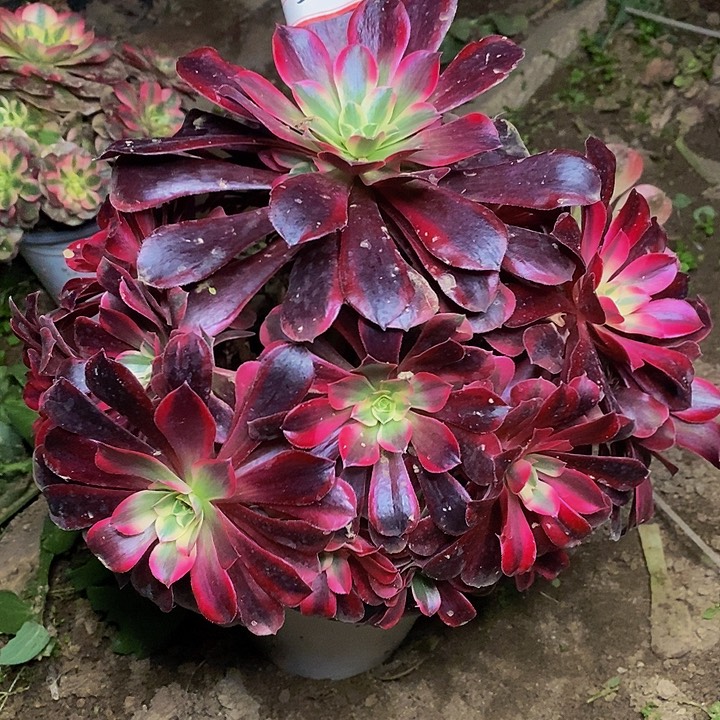 樱桃红老桩捧花58