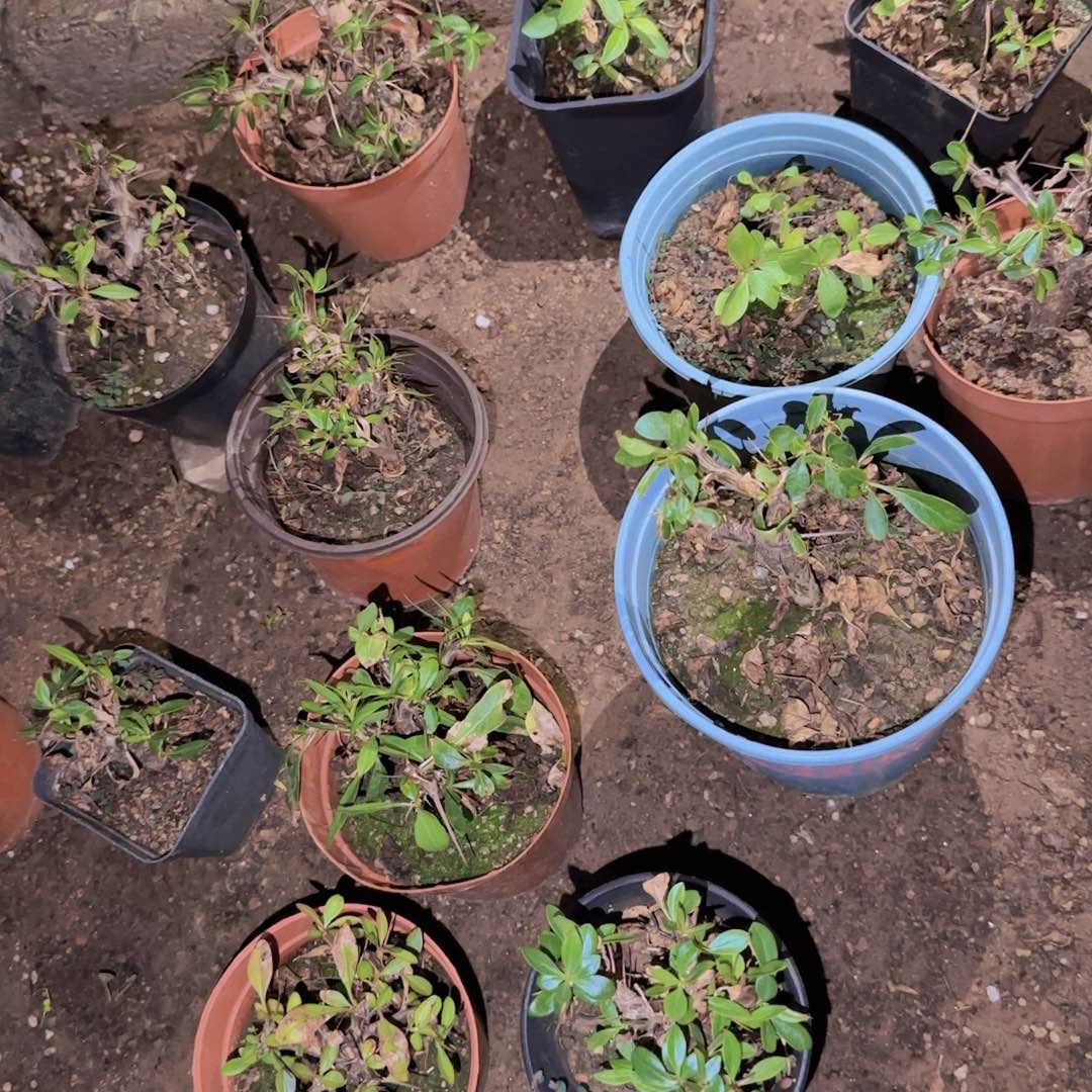 块根植物块根植物