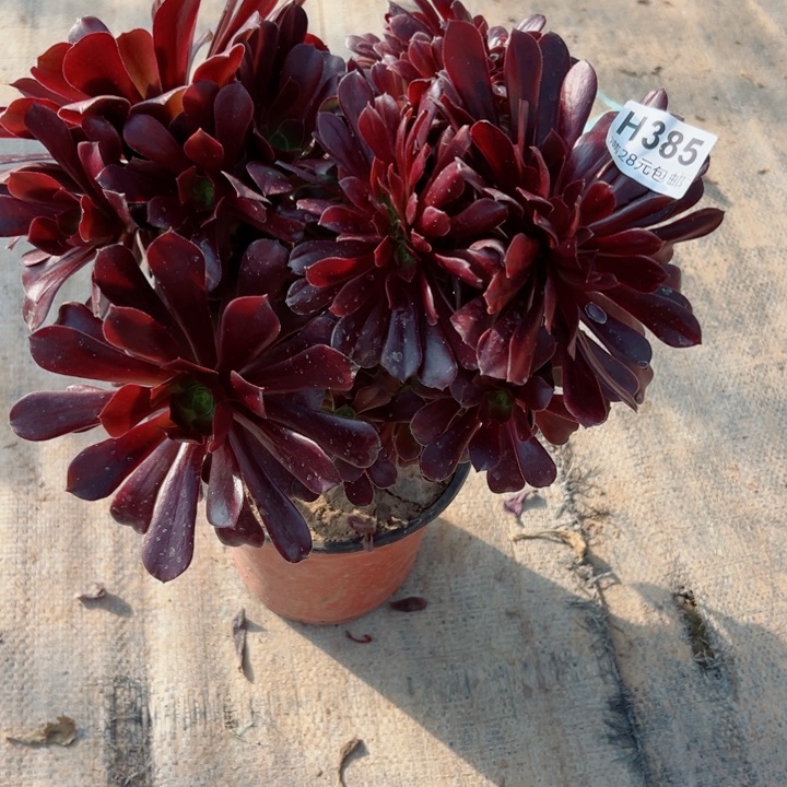 385欧缀多肉植物