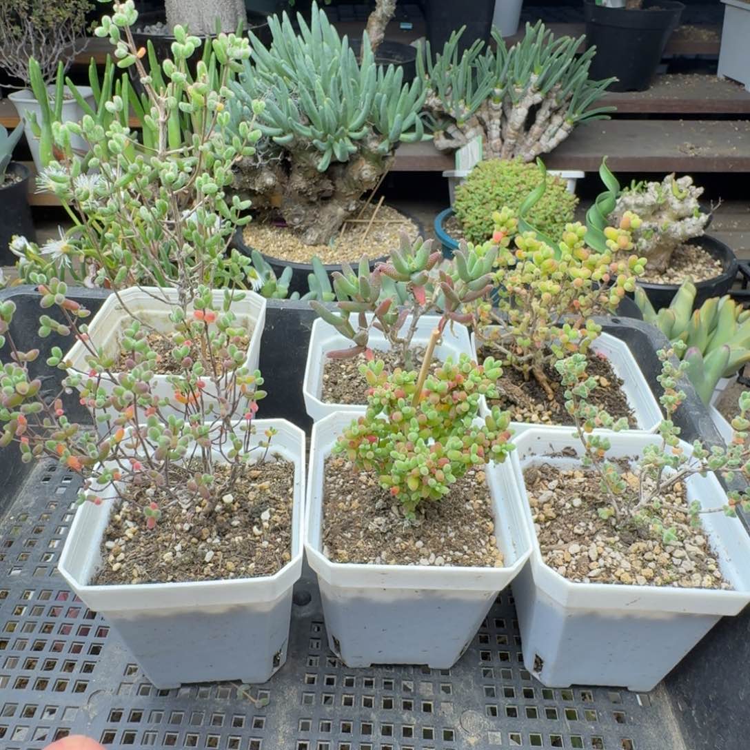 六个枝干多肉。        