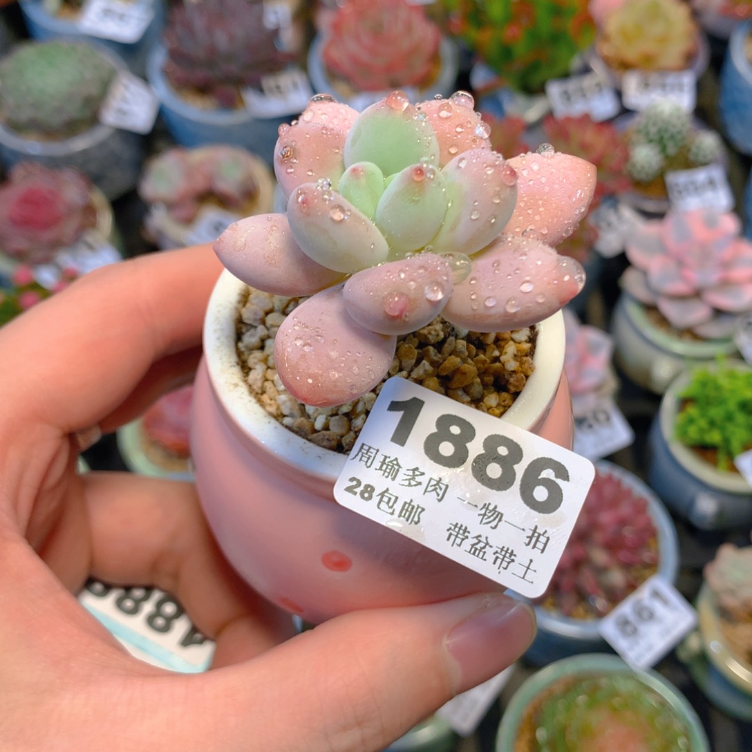 5厘米盆精控多肉1886