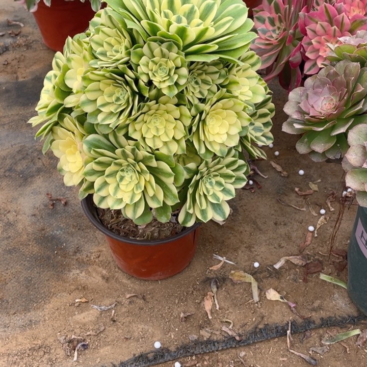 321辛尼亚法师多肉断枝不售后