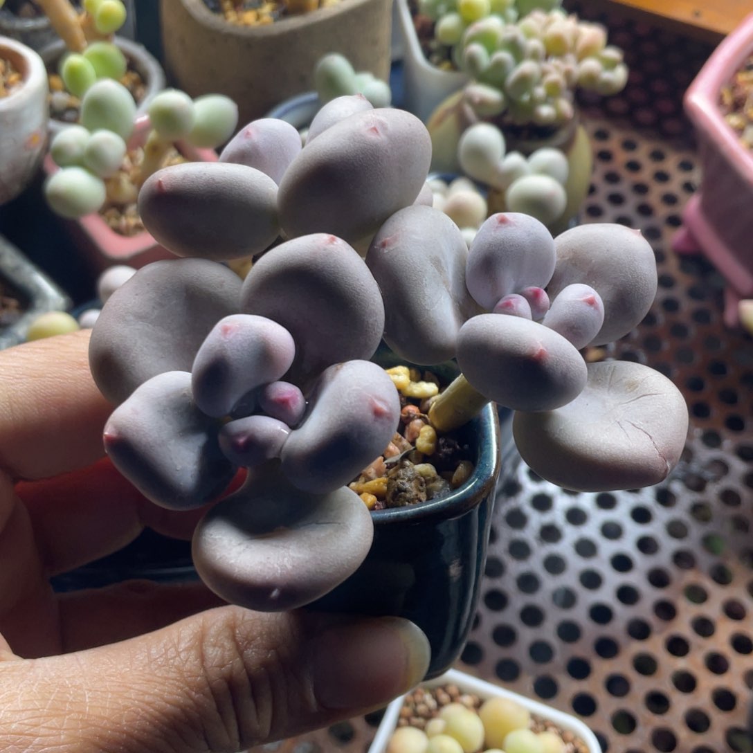腰子彩虹奶群老庄一体