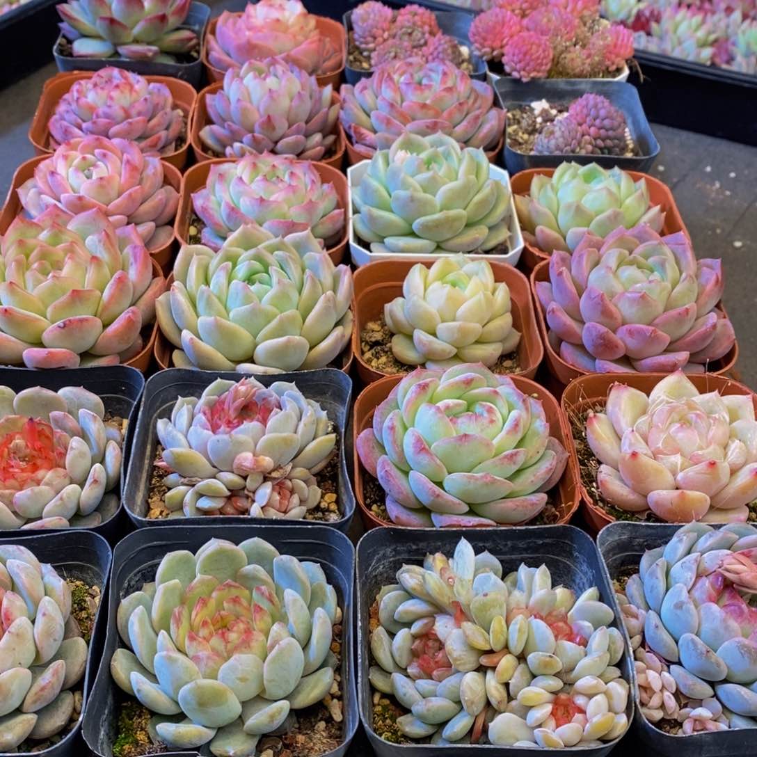 126多肉植物保护研究所所长助理