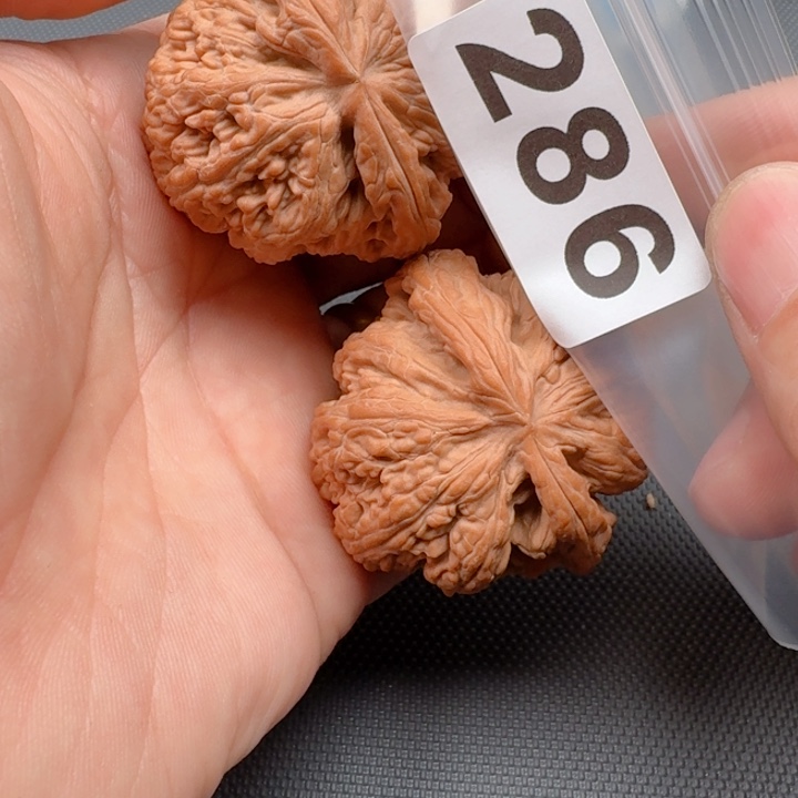 文玩核桃把件行**哥大粗筋47