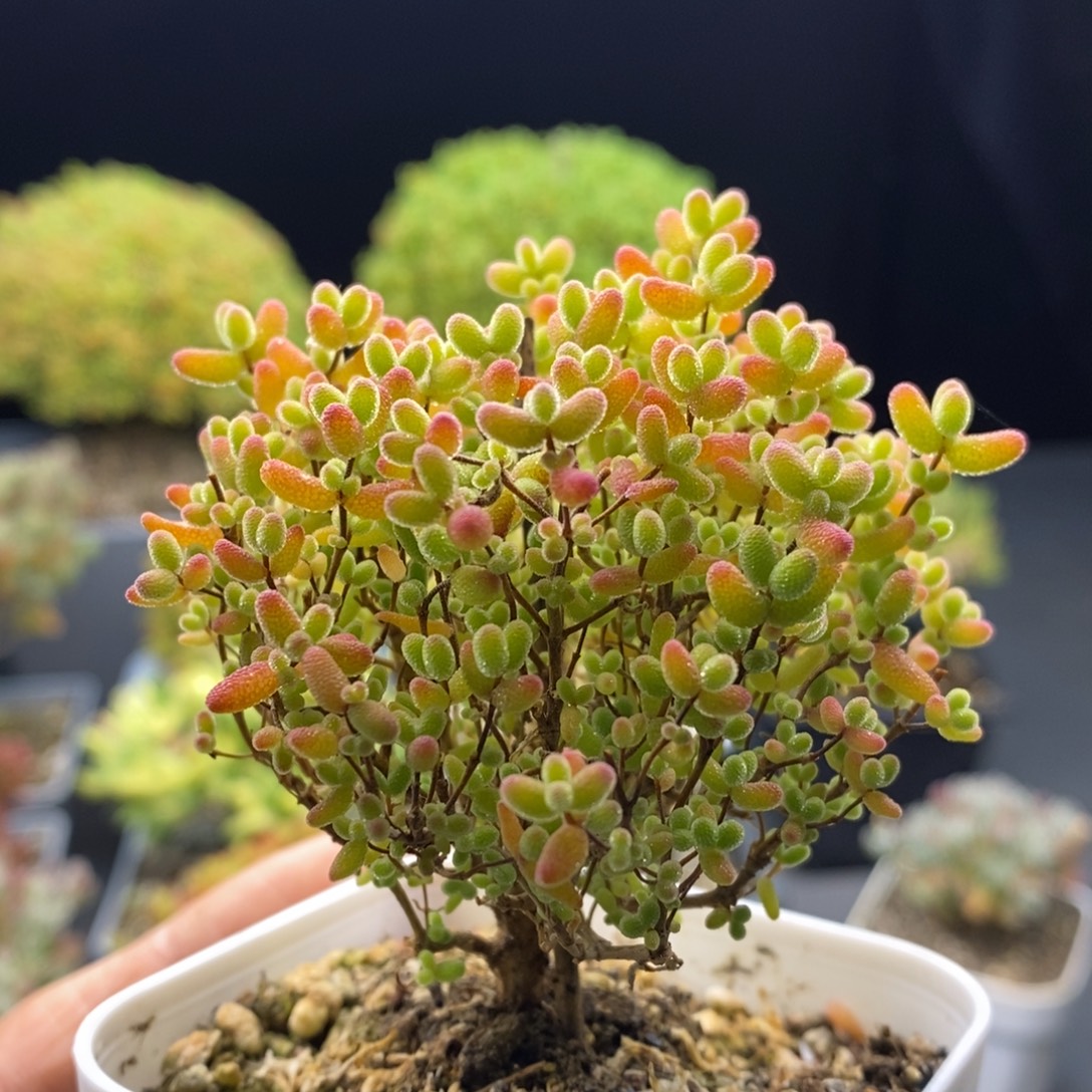 996蜜橘糖球。      