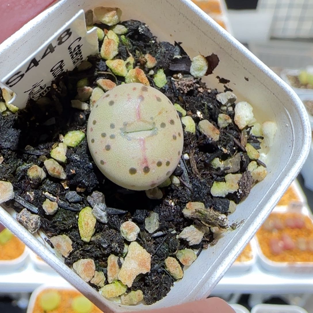 肉锥多肉植物百科-火龙果安贞1249