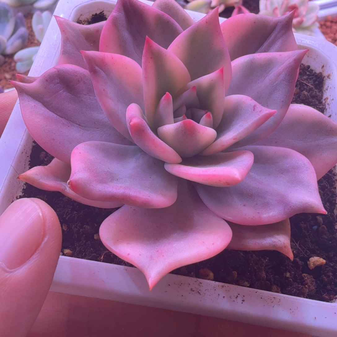 卡梅拉锦 多肉植物