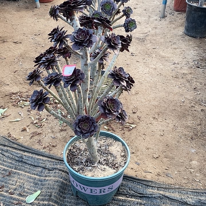 34，黑法师多肉法师