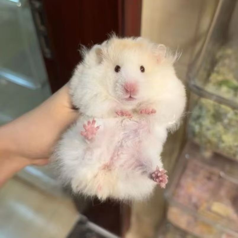 【家养温顺】小仓鼠长毛金丝熊纯银白腰虎纹米熊卷毛波利短毛小宠物