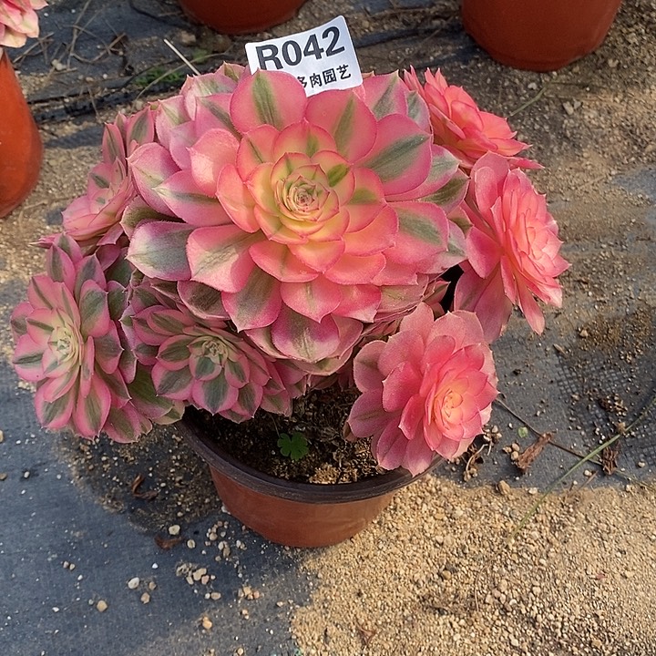 多肉植物倾城042多肉
