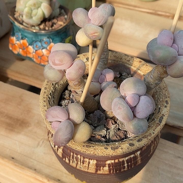 说***）胭脂精品多肉88888