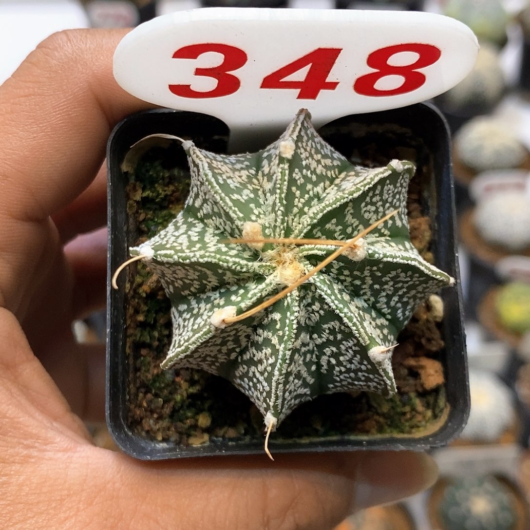 348福利特价咯打榜加油