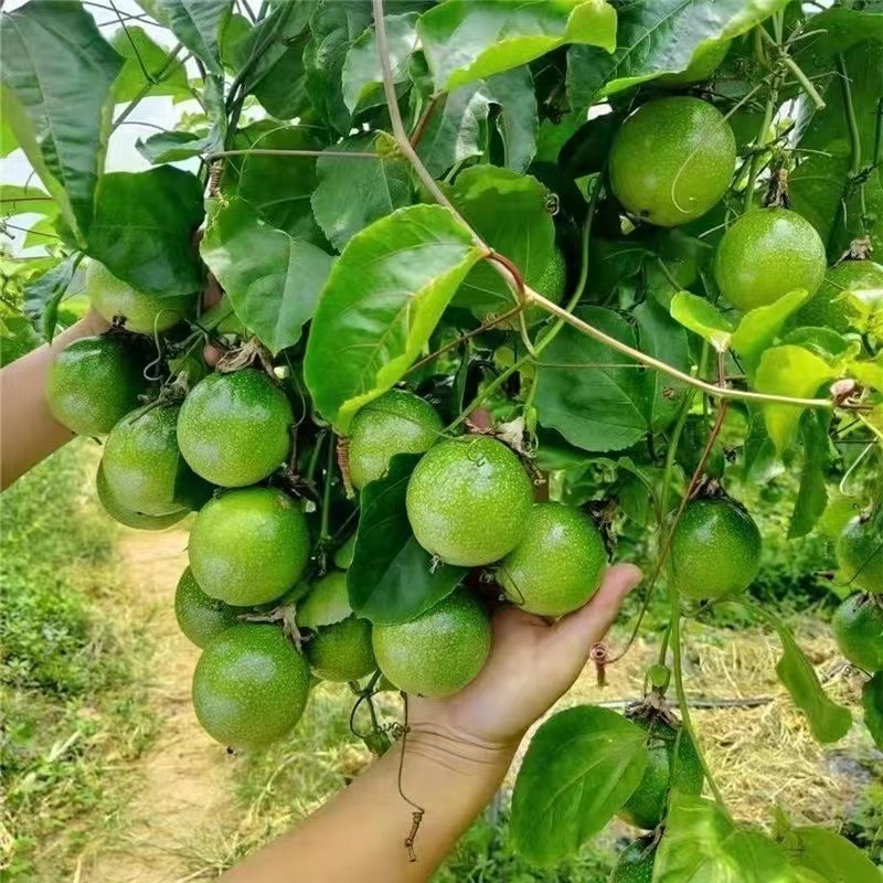 新品种香甜黄金百香果嫁接苗 台农百香果苗四季结果 庭院阳台盆栽