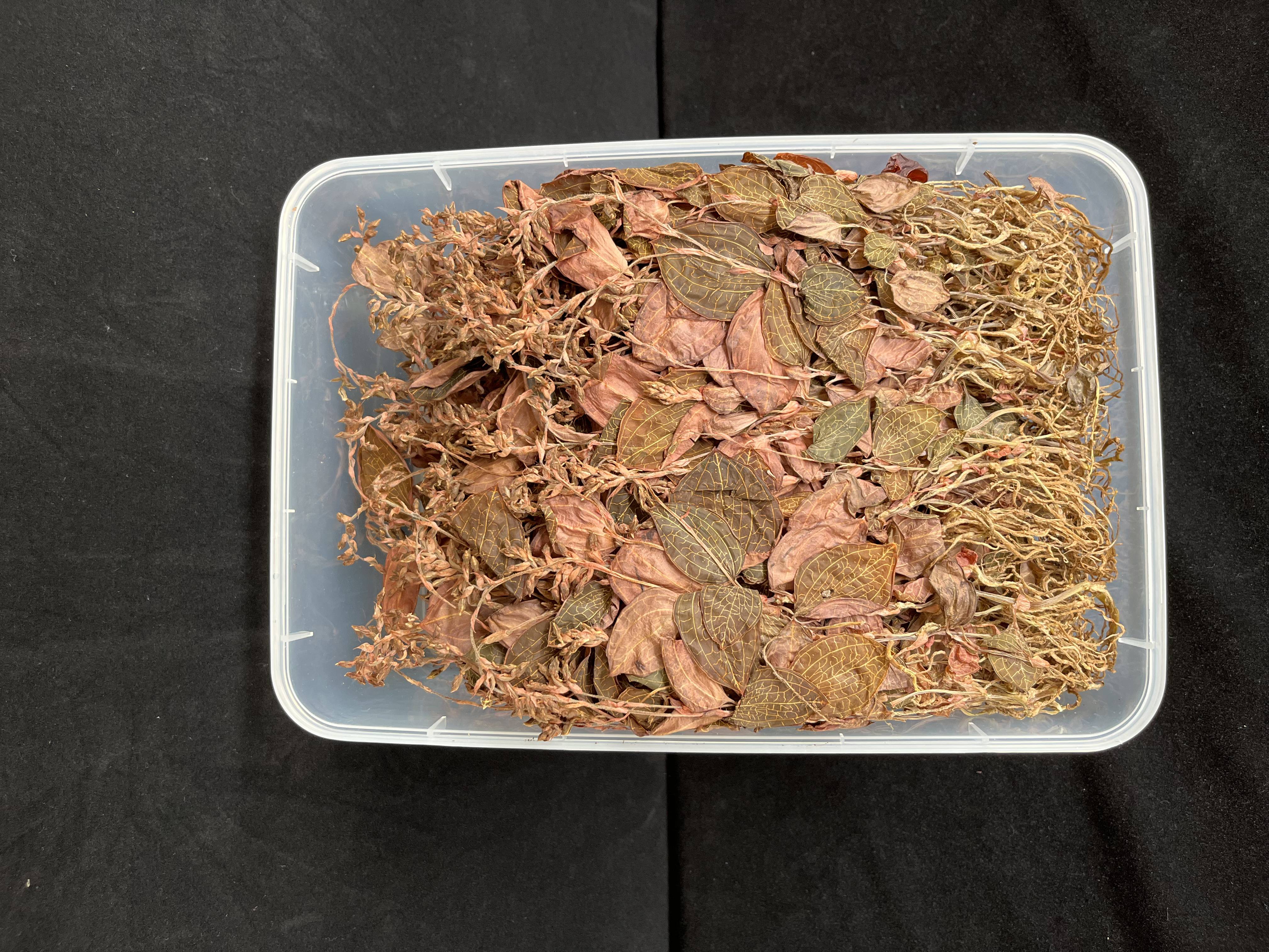 开花金线莲干品种植两年福建产地直发煲汤煮水喝