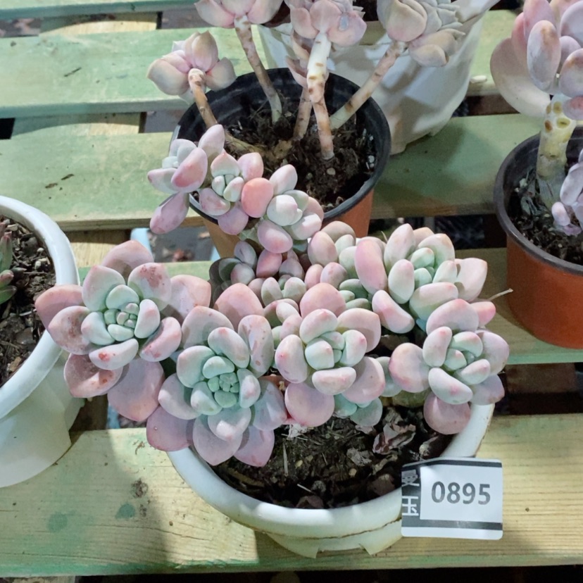 【闪购商品】多肉红洛神0895